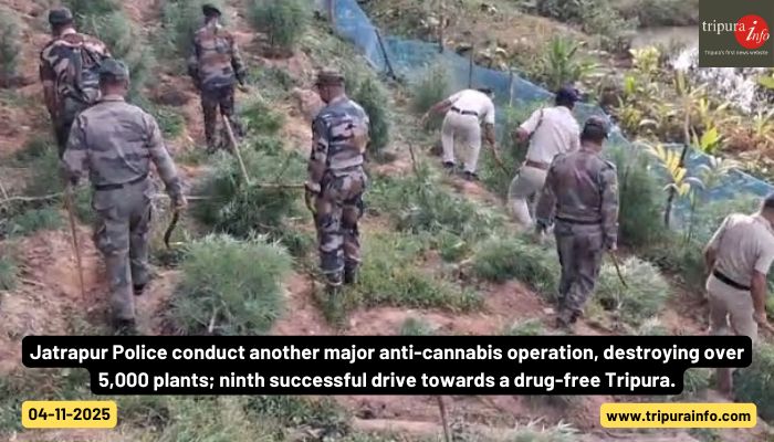 Jatrapur Police conduct another major anti-cannabis operation, destroying over 5,000 plants; ninth successful drive towards a drug-free Tripura.