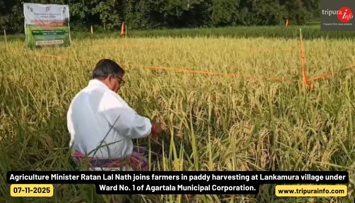 Agriculture Minister Ratan Lal Nath joins farmers in paddy harvesting at Lankamura village under Ward No. 1 of Agartala Municipal Corporation.