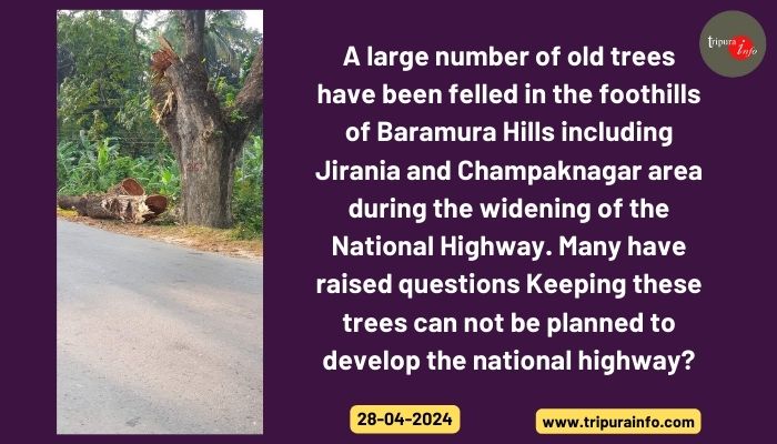 A large number of old trees have been felled in the foothills of Baramura Hills including  Jirania and Champaknagar area during the widening of the National Highway. Many have raised questions Keeping these trees can not be planned to develop the national highway?