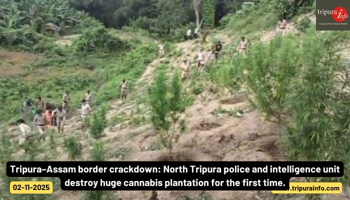 Tripura–Assam border crackdown: North Tripura police and intelligence unit destroy huge cannabis plantation for the first time.