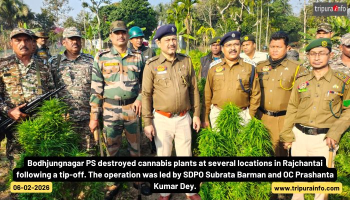 Bodhjungnagar PS destroyed cannabis plants at several locations in Rajchantai following a tip-off. The operation was led by SDPO Subrata Barman and OC Prashanta Kumar Dey.