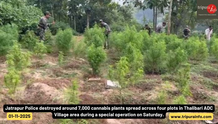 Jatrapur Police destroyed around 7,000 cannabis plants spread across four plots in Thalibari ADC Village area during a special operation on Saturday.