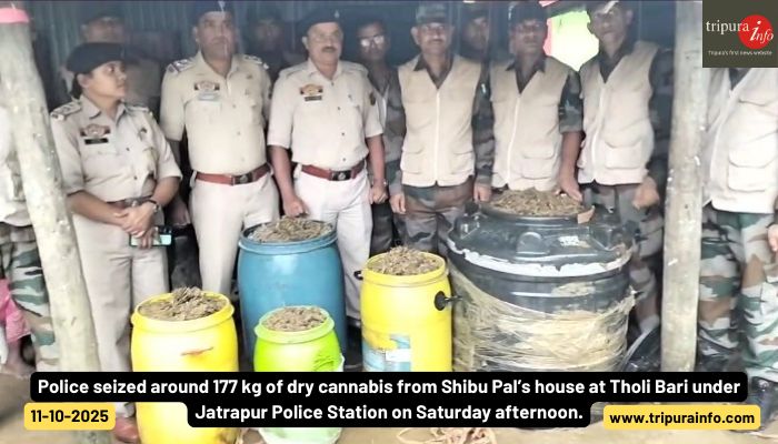 Police seized around 177 kg of dry cannabis from Shibu Pal’s house at Tholi Bari under Jatrapur Police Station on Saturday afternoon.