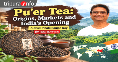 Tripurainfo-English-Article-By-Pinaki-Ranjan-Dey-Puer-Tea-Origins-Markets-and-Indias-Opening-05-10-2026.jpg