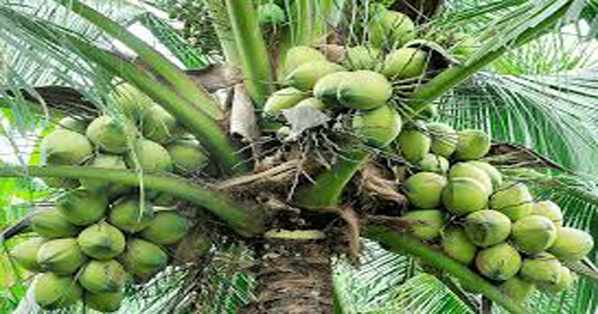 Plan to increase Coconut production, work shop organised in Bishalghar