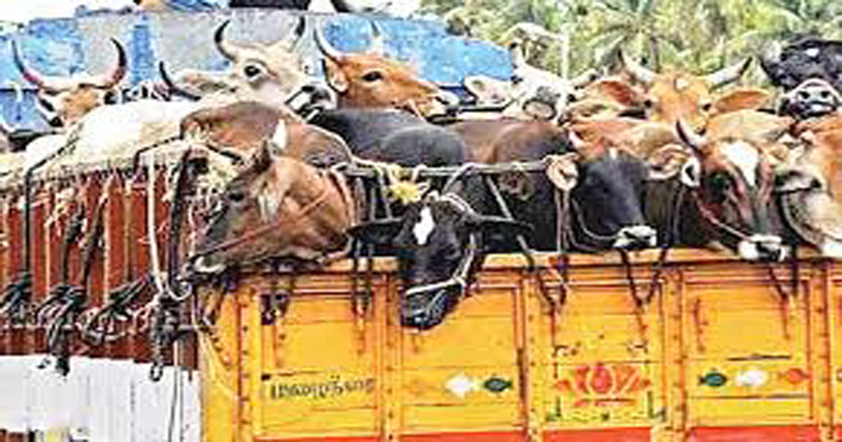 Locals detained two cars with 12 cows and assaulted the driver as he failed to show any document for carrying animal