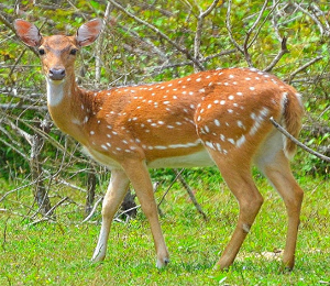 TRIPURAINFO-Pix-Seven-kgs-of-deer-meat-seized-by-forest-staff-in-the-Maicherra-market-of-Belonia22448